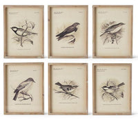Wood Framed bird prints